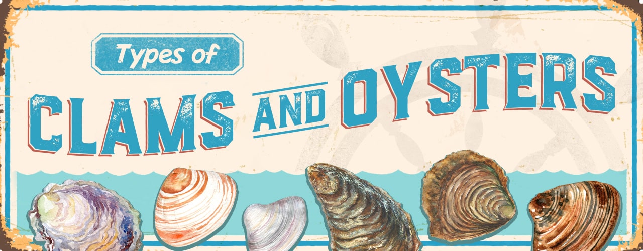Types of Clams and Oysters