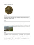 110DTLDRGRN TEA LOOSE DRAGONWELL GREEN 1 LB. DAVIDSON'S 110DTLDRGRN TEA LOOSE DRAGONWELL GREEN 1 LB. DAVIDSON'S