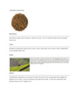 110DTLGENMCA TEA LOOSE GENMAICHA 1 LB. DAVIDSON'S