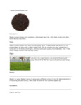 110DTLRSNCAR TEA LOOSE RUSSIAN CARAVAN 1 LB. DAVIDSON'S