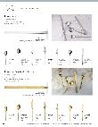 Varick Lissome Spec.pdf