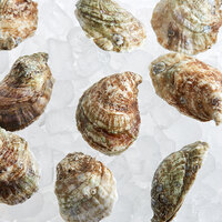 Rappahannock Oyster Co. Live Olde Salt Oysters - 200/Case