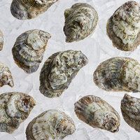 Rappahannock Oyster Co. Live Rochambeau Oysters - 75/Case