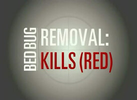 JT Eaton Bed Bug Spray Red JT Eaton Bed Bug Spray Red
