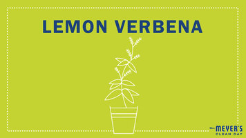 Mrs. Meyer's Garden-Inspired Scents: Lemon Verbana Mrs. Meyer's Garden-Inspired Scents: Lemon Verbana
